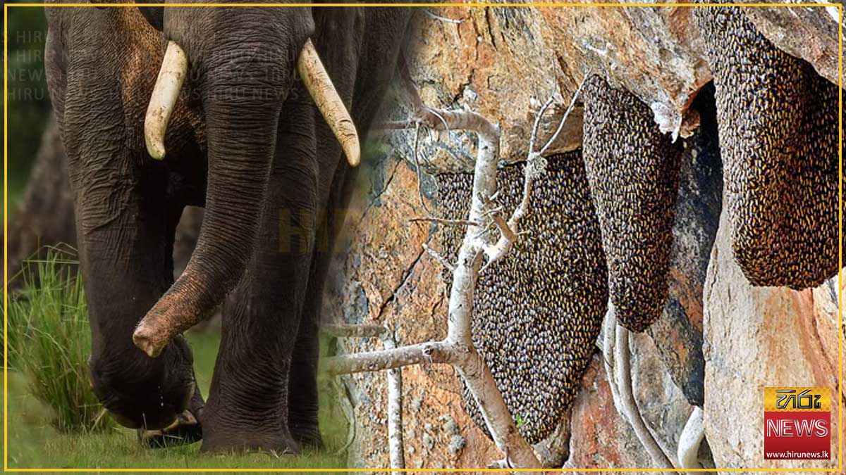 Man+killed+in+elephant+attack+while+collecting+bee+honey
