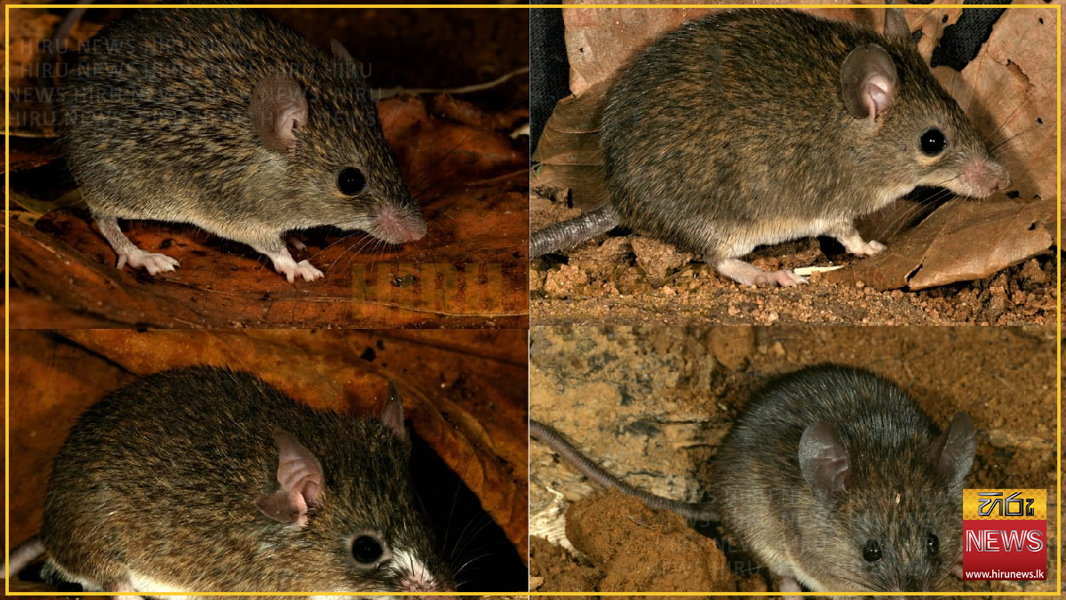 New+endemic+mammal+species+discovered+in+Sri+Lanka