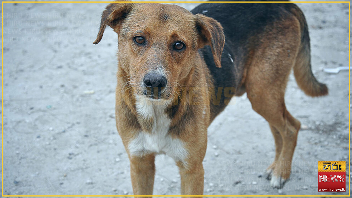 Rs.+5+bn+spent+annually+on+rabies+treatment+%E2%80%93+health+authorities