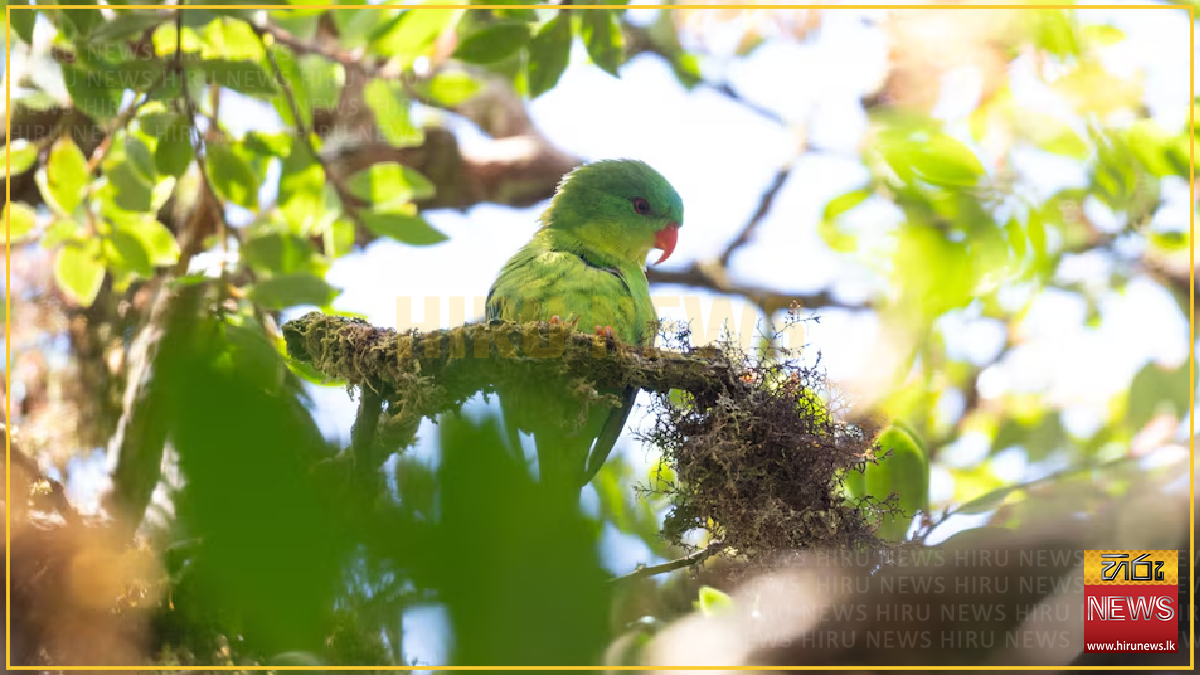 Rare Indonesian parrot sighted after a century