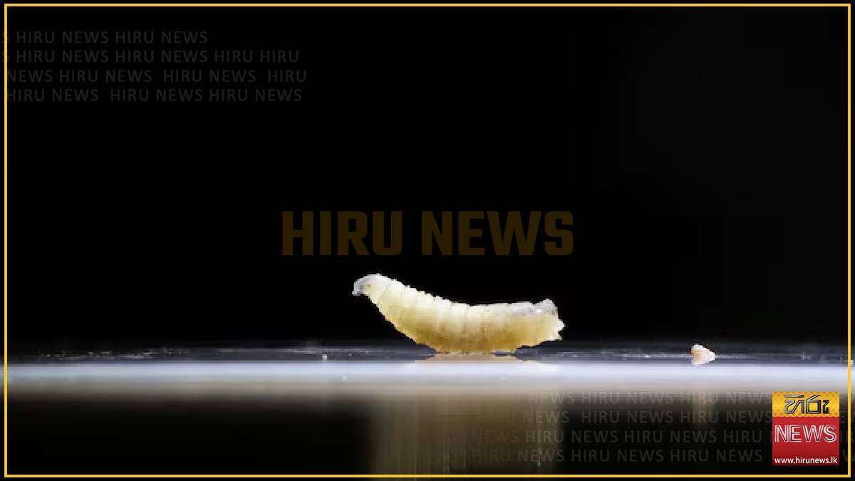 Flesh-eating screwworm detected in Texas