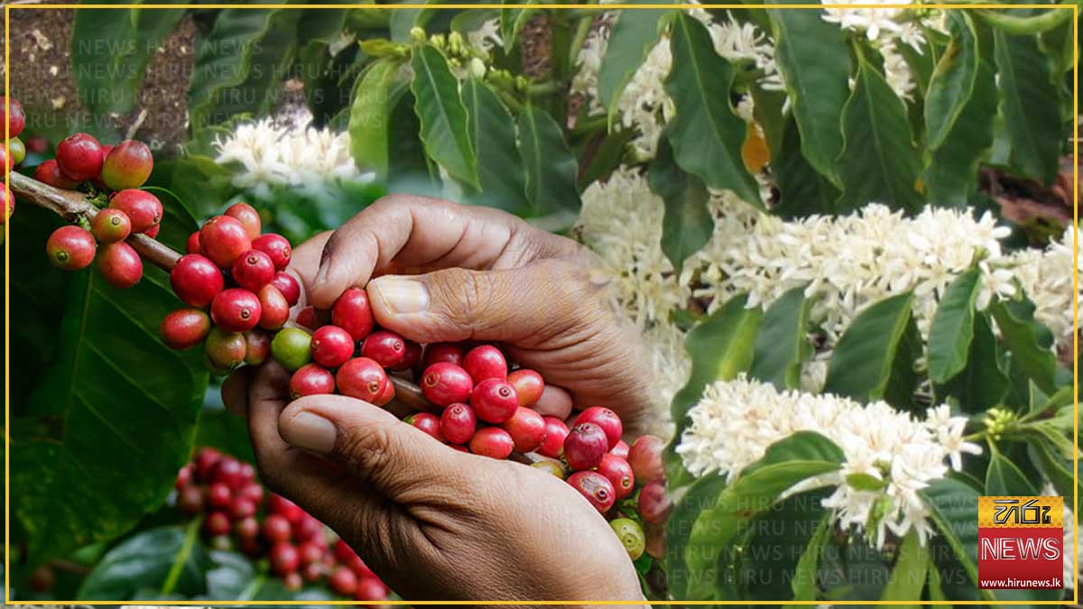 කෝපි වගාව ප්‍රවර්ධනයට නව රක්ෂණාවරණයක්
