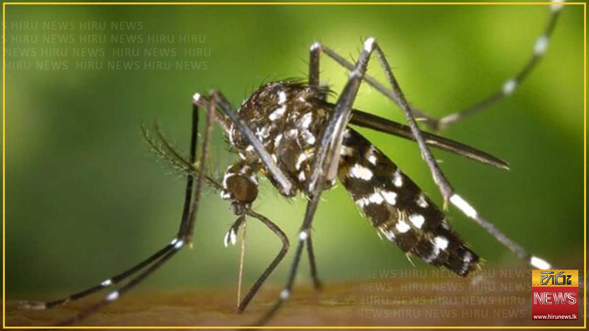 මදුරු මර්දනය පිණිස විශේෂ දින තුනක් ප්‍රකාශයට පත් කෙරේ