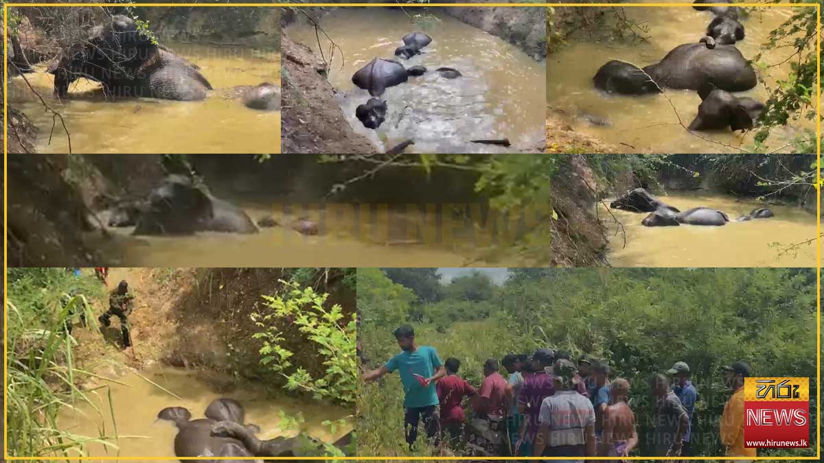 තුන්පත් රෑනක් වගා ළිඳකට වැටෙයි