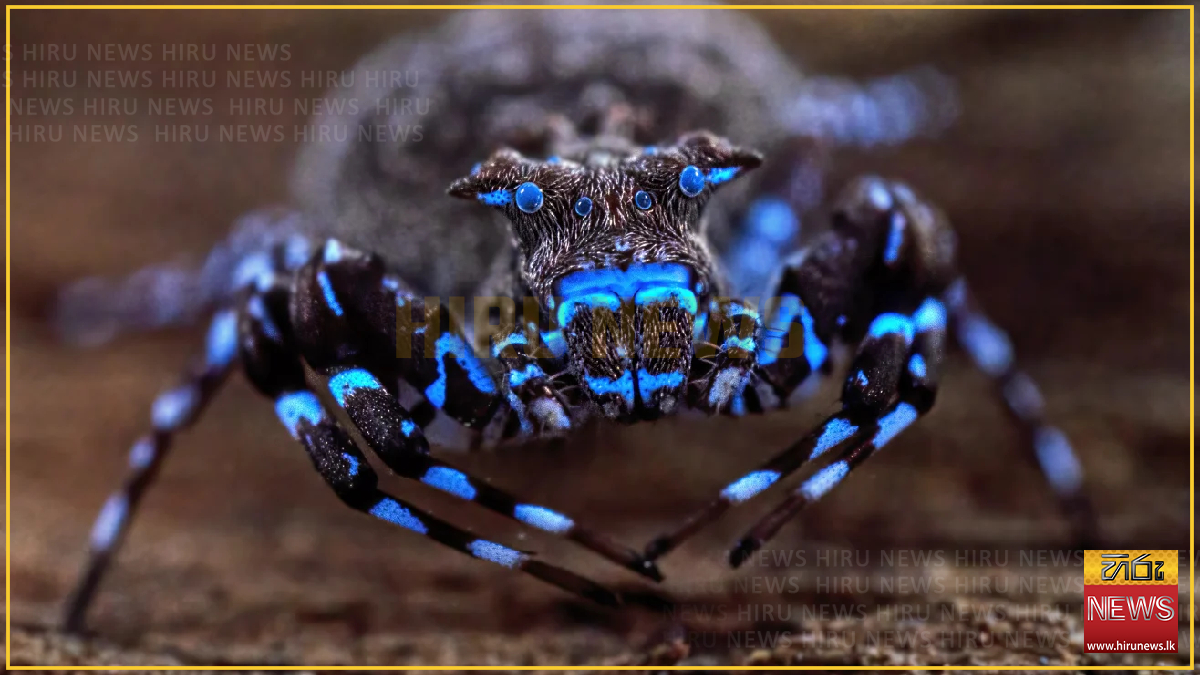 Dozens of new species discovered in Angola’s remote Lisima plateau