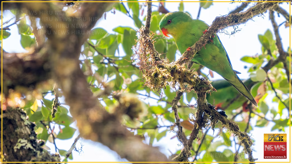 සියවසකට වරක් දක්නට ලැබෙන ඉන්දුනීසියානු ගිරවා කඳුකර වනාන්තරයකින් මතු වෙයි