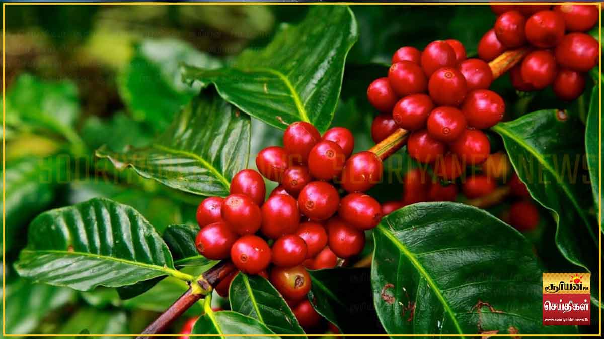 கோப்பி பயிர்ச்செய்கைக்கான புதிய காப்புறுதித் திட்டம் அறிமுகம்!