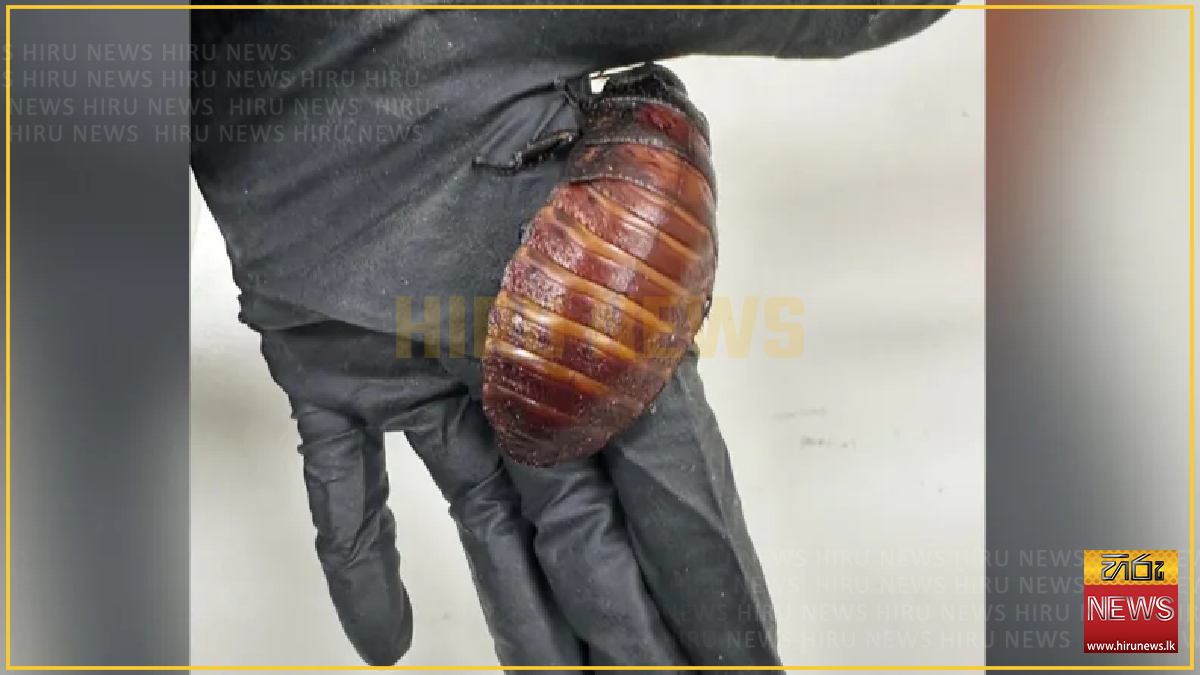 Over 100,000 illegal exotic cockroaches seized in Australia raid
