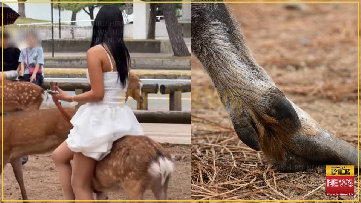Woman slammed for trying to sit on injured deer in Japan