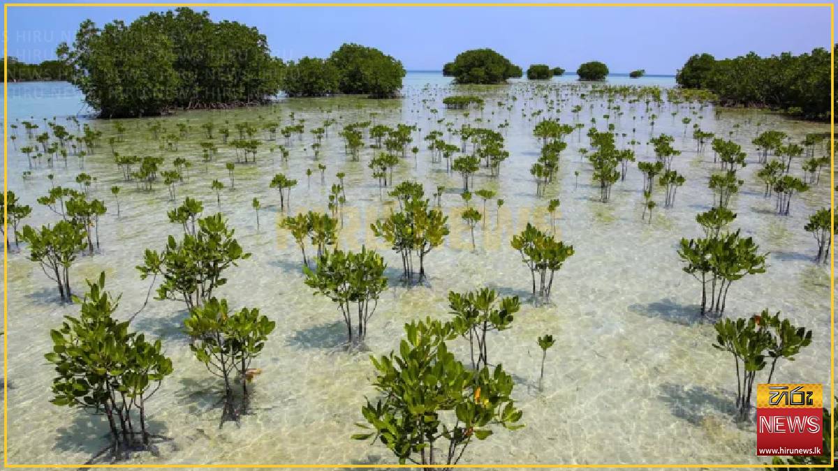 Mangrove forests are healing after decades