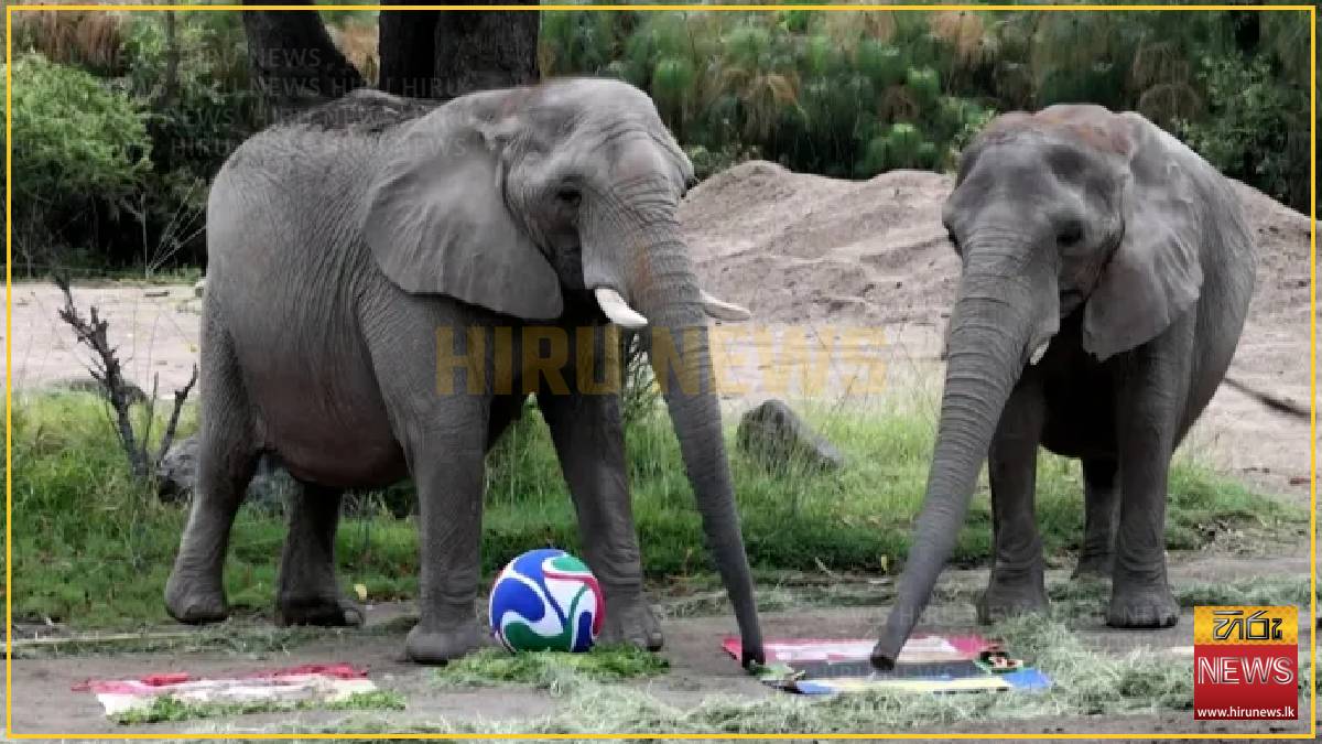  Mexico zoo animals predict World Cup winners