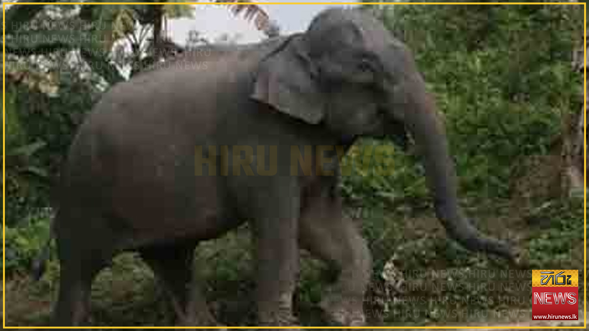 තිදරු මවකට වන අලි ප්‍රහාරයක්