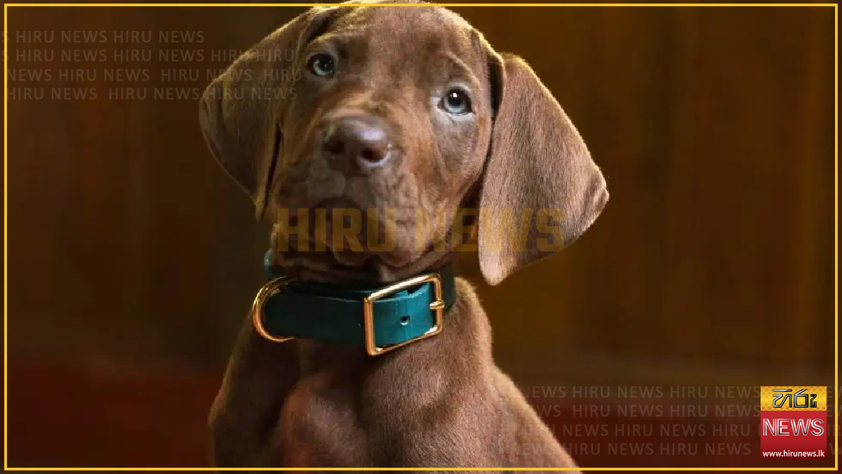 Netflix unveils live-action Scooby-Doo series
