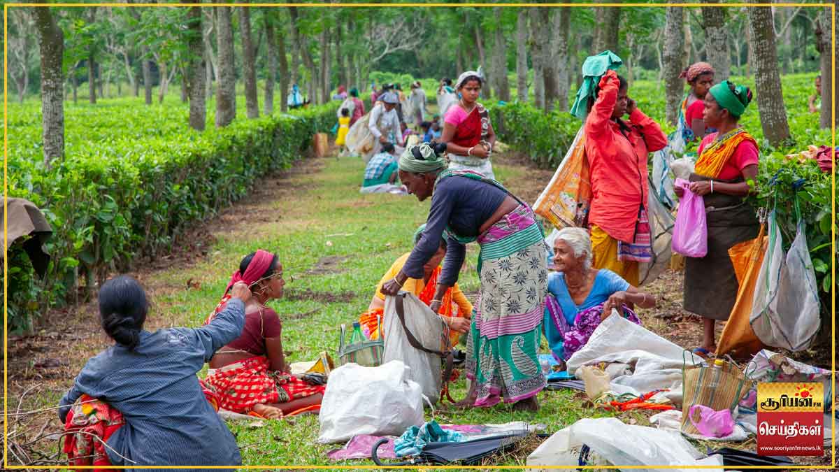 அரசாங்கத்தின் கீழ் உள்ள தோட்டங்கள் மற்றும் தொழிலாளர்களின் உத்தியோகபூர்வ புள்ளிவிபரங்கள் வெளியீடு