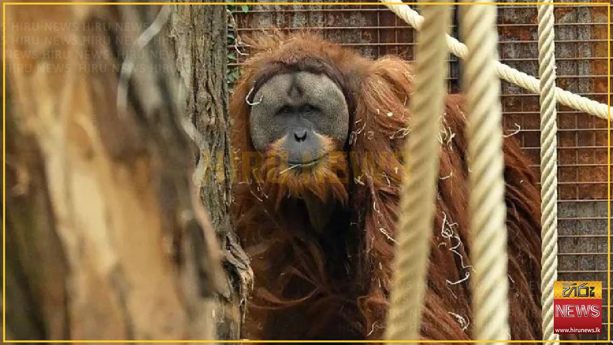 Adverse weather shrinks rarest orangutan population