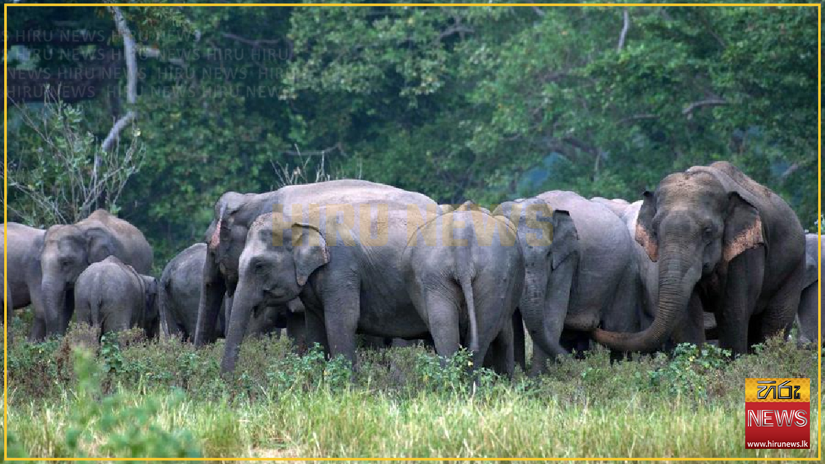 Sri Lanka wild elephant population rises to 7,451, latest survey reveals