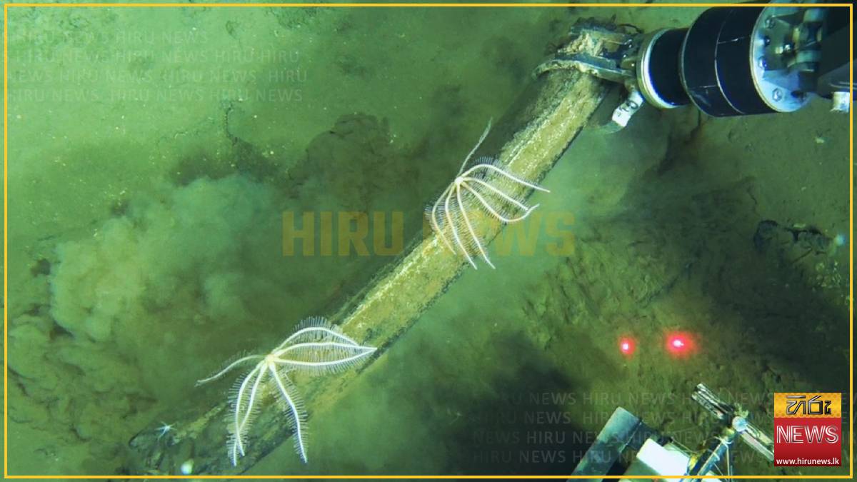 Ancient whale graveyard in the Indian Ocean teems with life