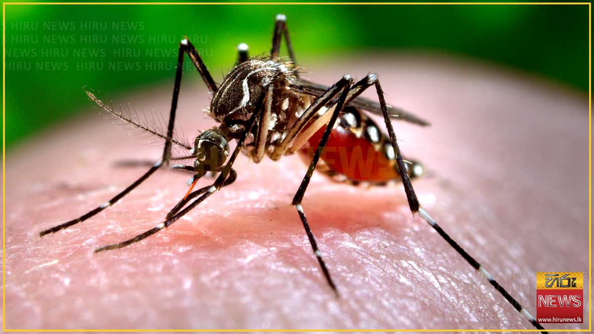 මේ වසරේ ඩෙංගු මරණ 23ක්