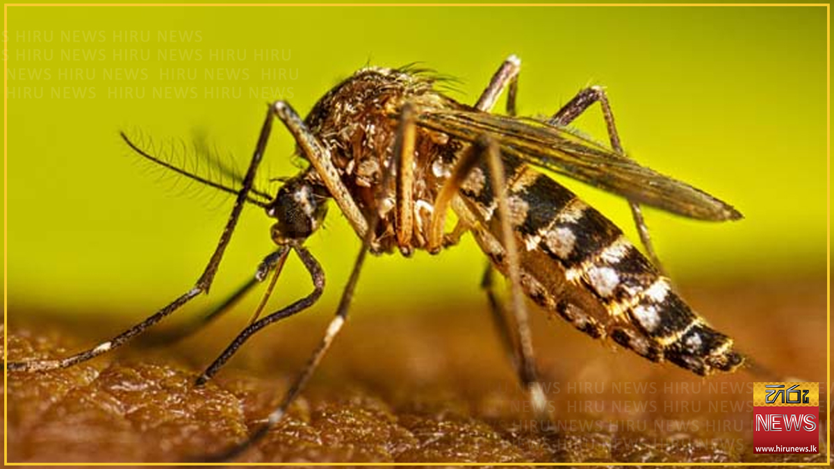 ඩෙංගුවලින් රෝහල් පිරෙයි -අද සිට මදුරු මර්දන සතියක්