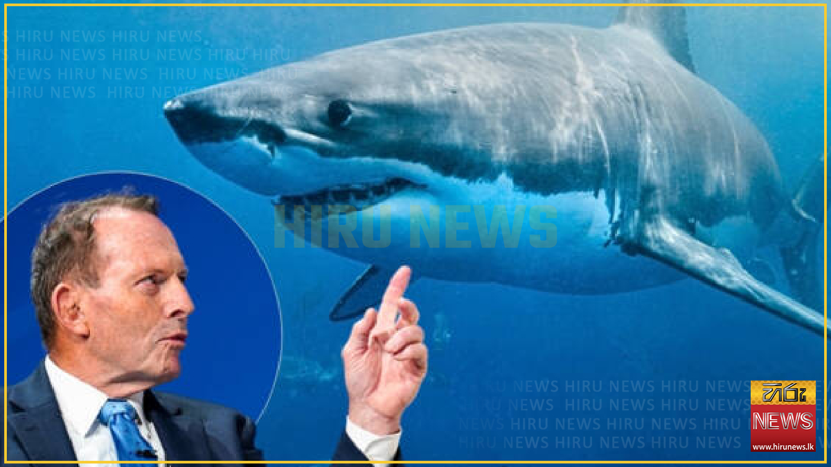 Tony Abbott wants sharks culled after latest attack