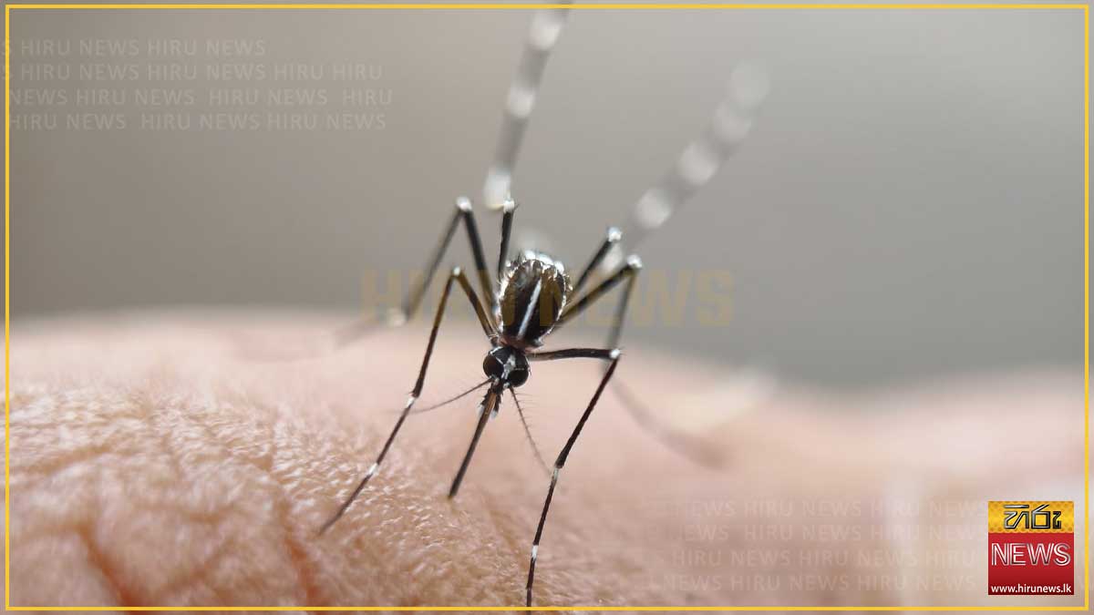 ඩෙංගු අධි වසංගත තත්ත්වයක්: අධි අවදානම් කලාප 84ක්
