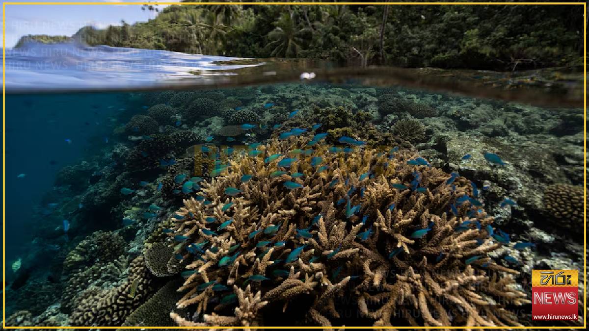 Scientists identify 64,000 sq miles of coral reef capable of surviving climate crisis