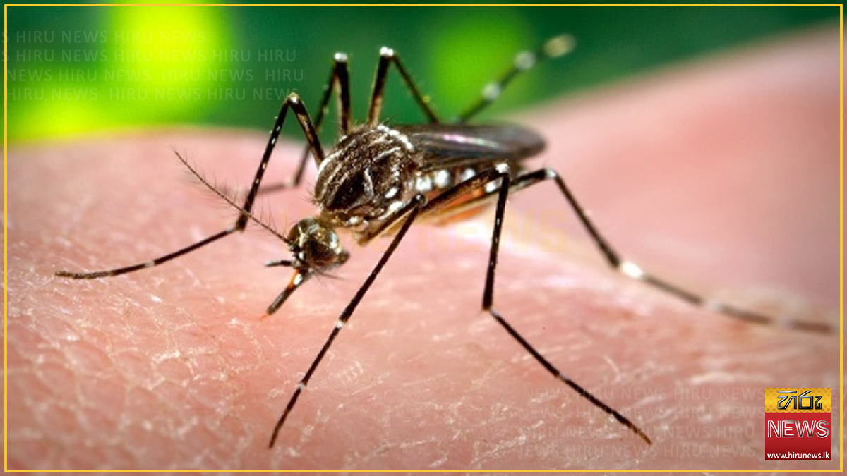 ඩෙංගු මරණ 27 දක්වා ඉහළට - සෞඛ්‍ය අංශවලින් රතු එළි