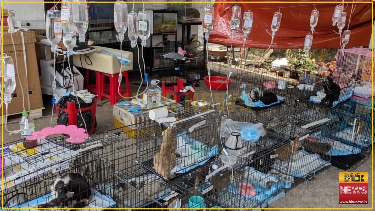 Hundreds of cats rescued from major animal theft ring in Vietnam