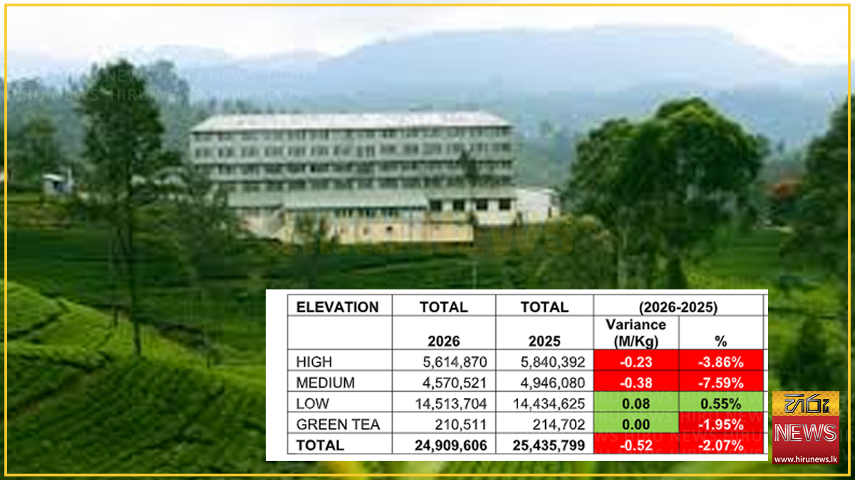 January-May Tea output down 5.1 M/Kgs