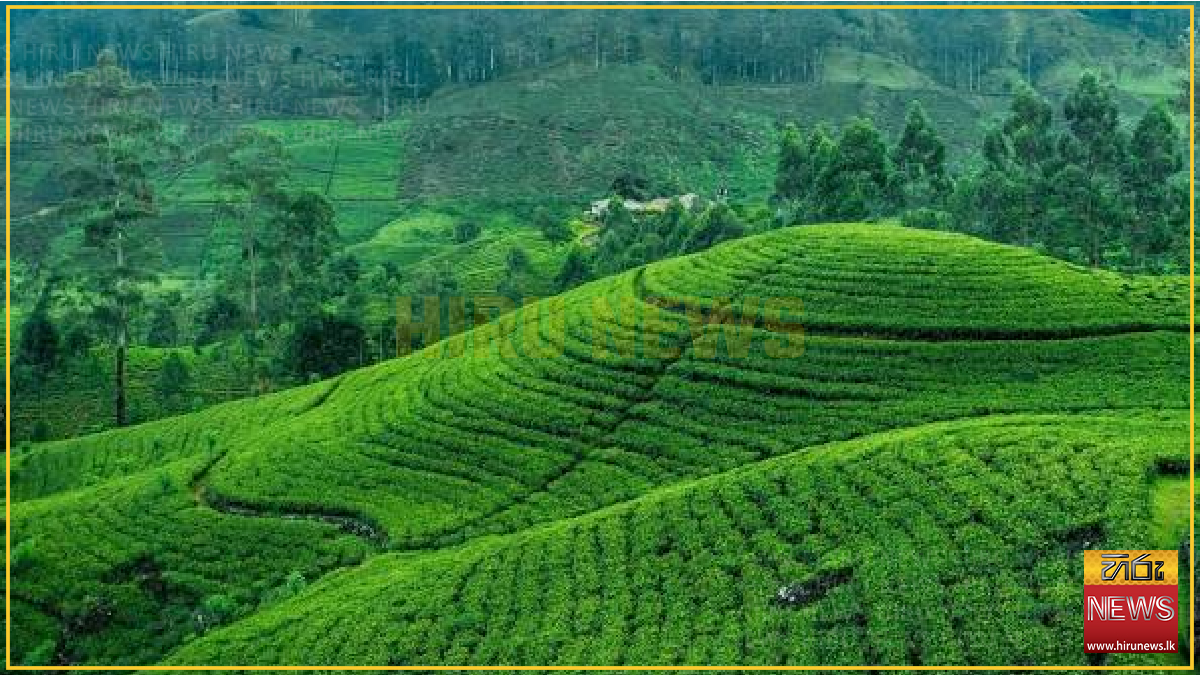 Tea production falls 2.1% in May