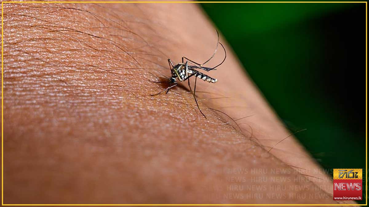සියලු‍ පාසල් සහ පෙර පාසල් ආශ්‍රිතව විශේෂ ඩෙංගු මර්දන වැඩසටහන අද
