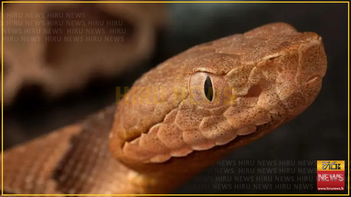 Germany captain raises alarm over venomous snakes at World Cup base