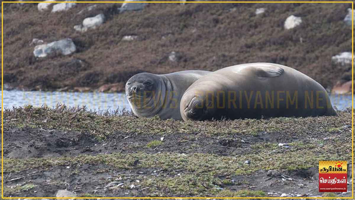 பறவைக் காய்ச்சலின் தாக்கம்: அவுஸ்திரேலிய அண்டார்டிக் தீவுகளில் 13,000 க்கும் மேற்பட்ட சீல் குட்டிகள் உயிரிழப்பு