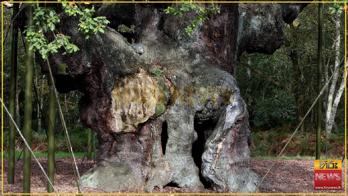 Ancient oak tree that ‘sheltered’ Robin Hood died