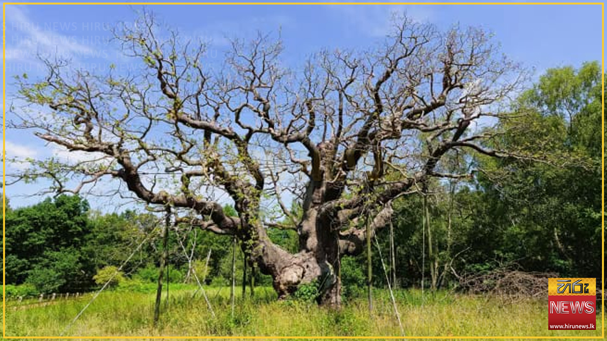රොබින් හුඩ්ගේ සැඟවුම්පොළ ලෙස ප්‍රකට, බ්‍රිතාන්‍යයේ වසර 1200ක් පැරණි සුප්‍රසිද්ධ 'මේජර් ඕක්' වෘක්ෂය මියයයි