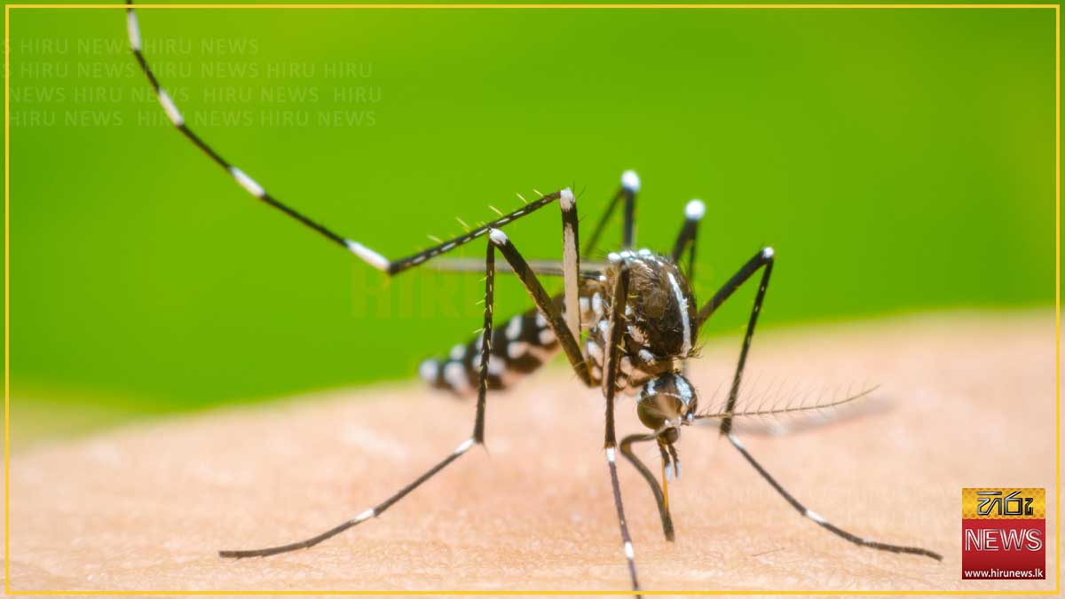 ඩෙංගු මරණ 28 දක්වා ඉහළට: රාජ්‍ය හා පෞද්ගලික කාර්යාල අද පරීක්ෂාවට