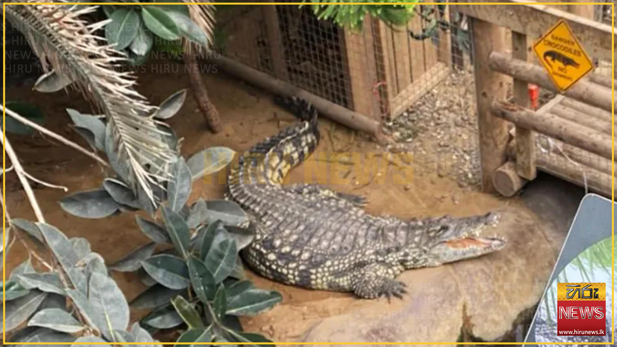 Man throws child into crocodile pit