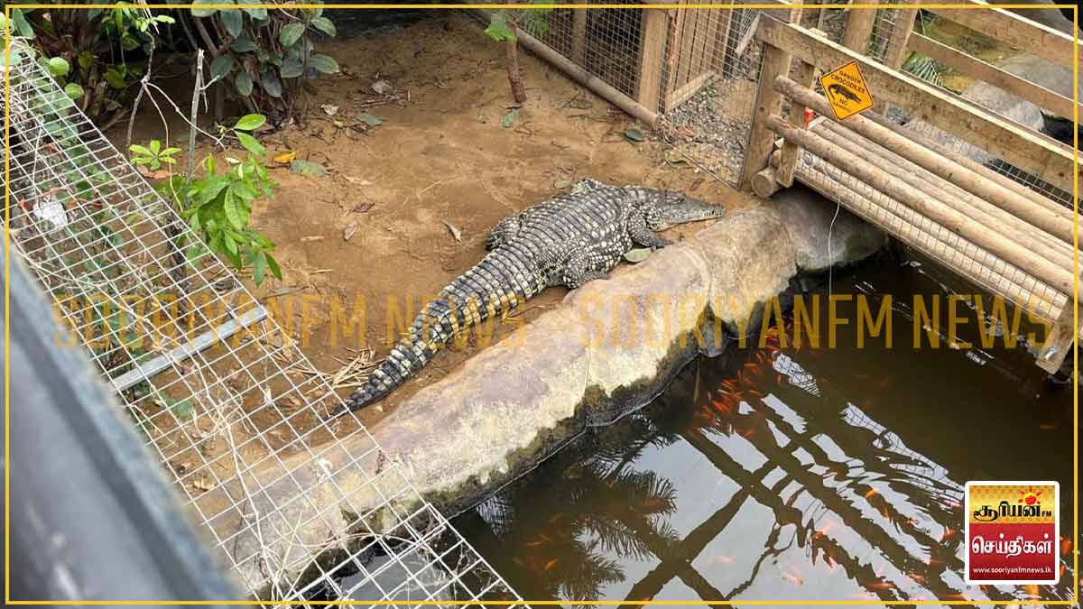 உயிரியல் பூங்காவின் முதலை கூண்டுக்குள் வீழ்ந்த 3 வயது சிறுவன்: சந்தேகத்தில் ஒருவர் கைது!