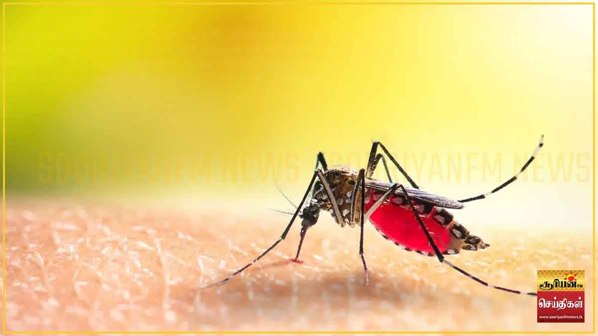 நாட்டில் டெங்கு பரவல் தீவிரம்: ஜனாதிபதி செயலணியை உடனடியாக அமைக்குமாறு GMOA கோரிக்கை!
