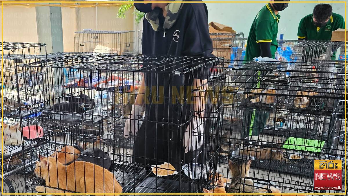 Vietnam police rescue hundreds of cats stolen for meat by crime ring