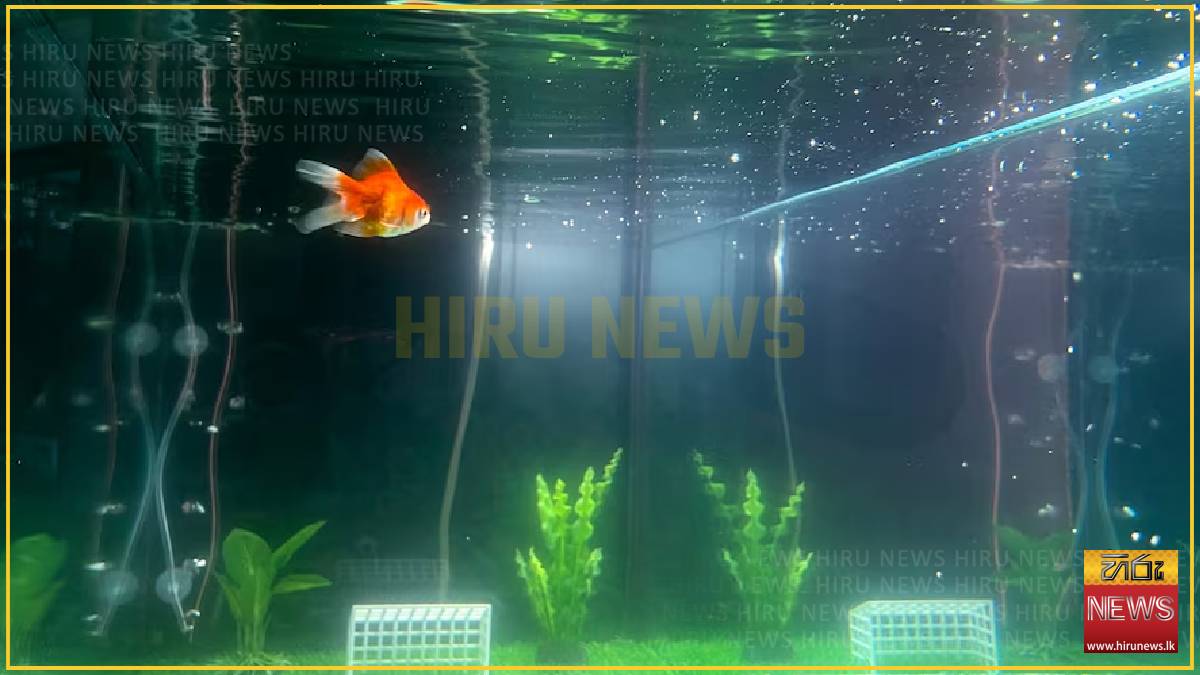 Goldfish Swimbappe's World Cup predictions make a splash in Toronto