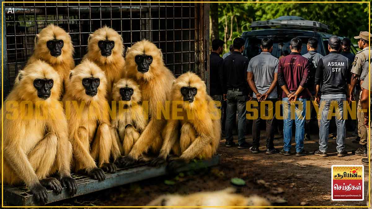 அசாமில் அரிய வகை 'தங்க லங்கூர்' குரங்குகள் கடத்தல்: 9 பேர் கைது, ஒரு குரங்கு உயிரிழந்த நிலையில் மீட்பு