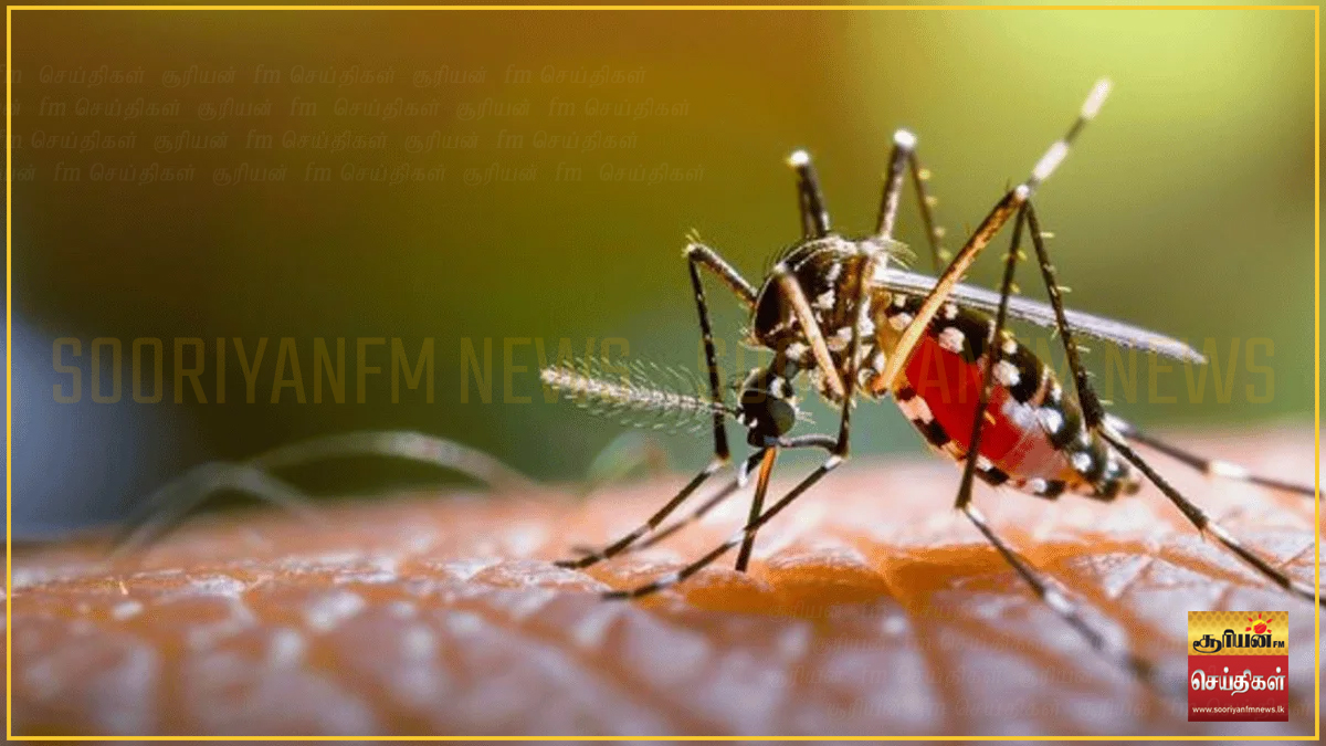 இலங்கையில் தீவிரமடையும் டெங்கு பரவல்: 112 சுகாதார மருத்துவ அதிகாரி பிரிவுகளுக்கு அபாய எச்சரிக்கை