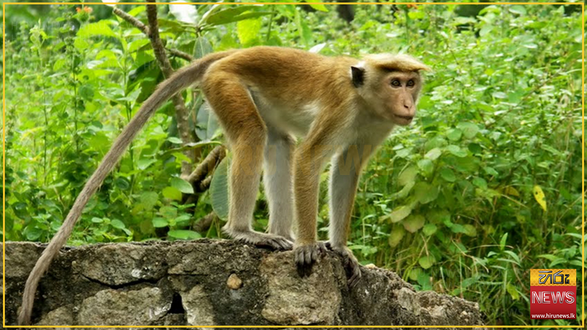 රිලා සංගණනයේ තොරතුරු තවමත් ලැබිලා නෑ.. වගා හානි තවමත් එලෙසමයි.. - වැවිලි අමාත්‍යාංශ ලේකම්