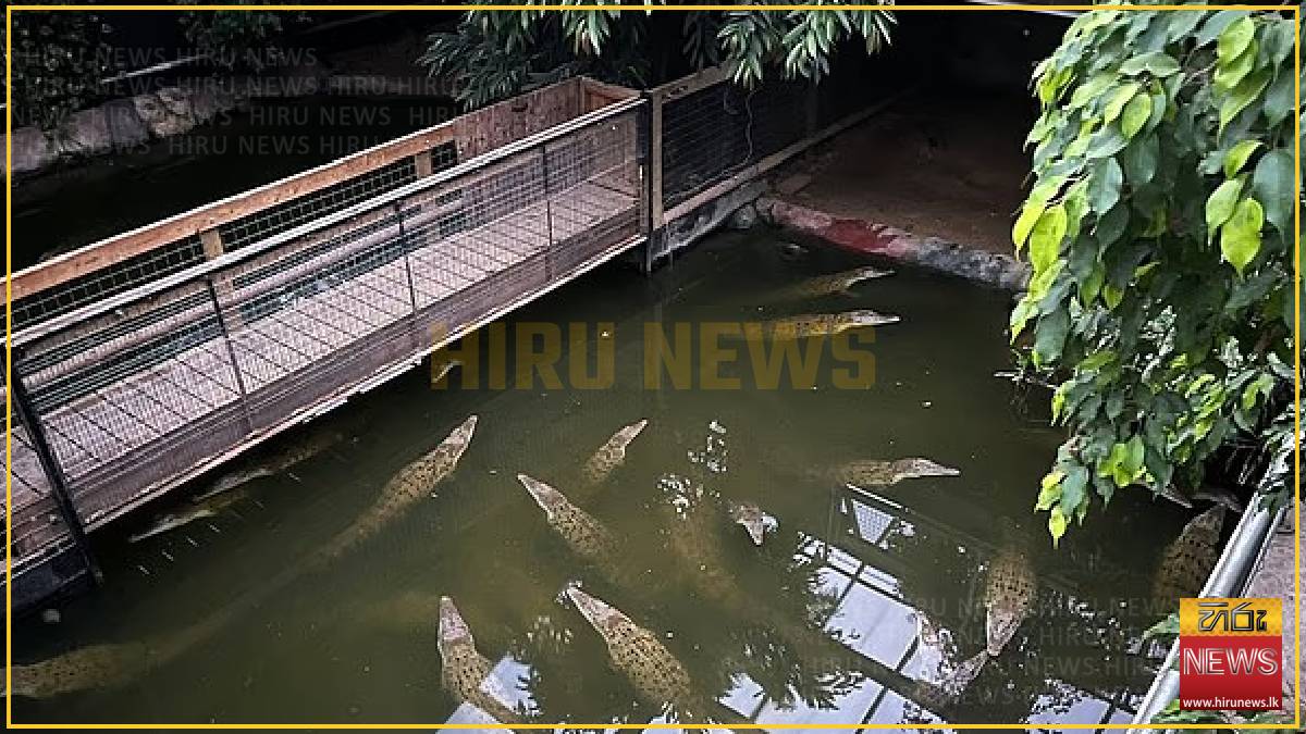 Crocodile 'attacker's' carers were on their phones before he 'threw boy into enclosure'