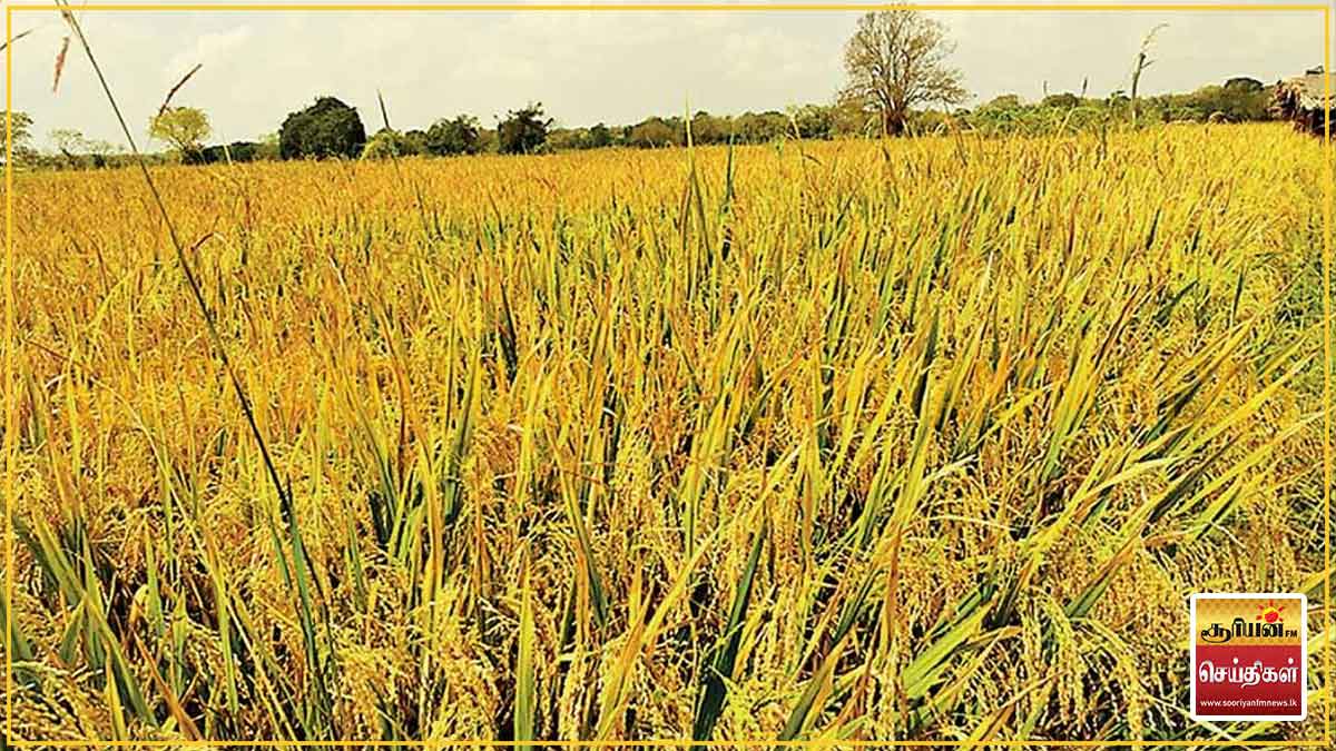 சிறுபோக நெல் அறுவடை ஆரம்பம் - உரிய விலை கிடைக்கவில்லை என விவசாயிகள் கவலை