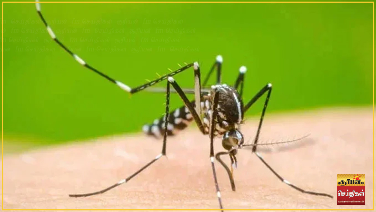 நாட்டில் டெங்கு பரவல் தீவிரம்: 263 பாடசாலைகளில் நுளம்புக் குடம்பிகள் கண்டறிப்பு!