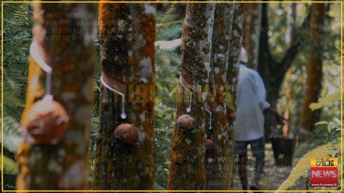 Sri Lanka rubber sector gets ready for EUDR rules