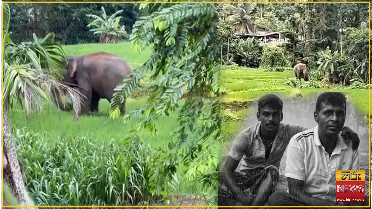 කුලප්පු වී දෙදෙනෙකු මැරූ රක්වාන පෙරහැරේ අලියා නිර්වින්දනය කර අල්ලා ගැනීමට වනජීවී නිලධාරීන්ගෙන් දැඩි උත්සාහයක්