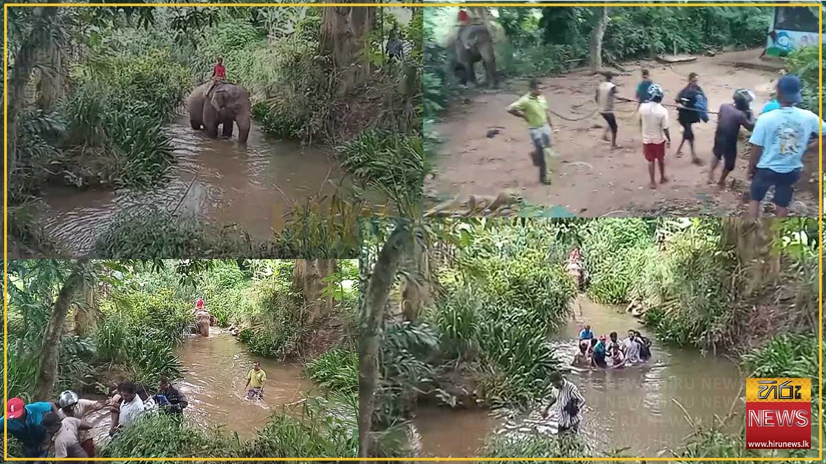 ‘සංඛරාජා’ අලියා නිර්වින්දනය කර අල්ලා ගනී